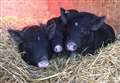 RSPCA's Fenland-based rescue centre fears more animals could be abandoned this Christmas 