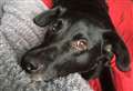 Purina’s Pet Pride Awards crown doting dog ‘Ultimate Pet Best Friend’