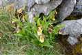 First new wild lady’s-slipper orchid found for 100 years marks conservation win
