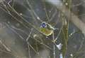 How to be part of the RSPB Big Garden Birdwatch