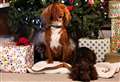 The Kennel Club issues tips for dog owners to keep their pets safe at Christmas