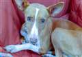 Could you give Marble her forever home in Fenland?