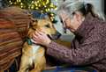 Dog who spent 1,000 days in RSPCA care to celebrate first Christmas with family