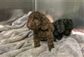 Two dumped puppies found huddled asleep on the bodies of their dead siblings in Gorefield
