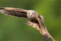 Police investigate after red kite found fatally poisoned in Co Down