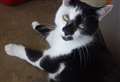 RSPCA urges Fenland public to do their research as the UK sees a boom in kitten buyin