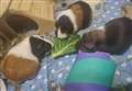 Fundraising for little furry animals to be sheltered 