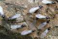 When is Flying Ant Day 2021?