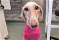 ‘Thinnest’ dog Peanut is now ready to be rehomed at a Fenland rescue centre