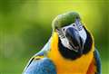 'My parrot destroyed it' and other odd reasons why drivers need new vehicle log books