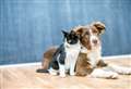 How you could win £100 worth of food for your cat or dog with the Pet Pride Awards