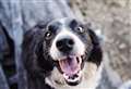 Thousands of dog owners risk never being reunited with pets after not updating microchips