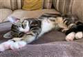 Happily ever after for orphaned Outwell kitten named by lottery players