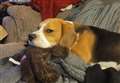 £500 to help find Indy the beagle believed to have been stolen from March