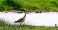 Hand-reared godwits take flight from Welney as they fly south for the winter