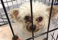 Ravenswood Pet Rescue team tell of 'horrific' situation after saving nine animals from Fenland home