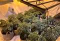 Delivery driver stumbles across £87,000 cannabis farm