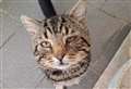 Four-year-old Bruce needs a secure garden
