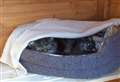 How to beat the fireworks fear factor for pets 