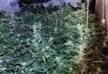 Suspected cannabis farm found at village address as police seize 66 plants