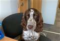 Fenland school welcomes Mabel the wellbeing dog