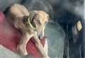 Four dogs seized and group of men arrested on suspicion of hare coursing