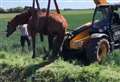 Horse rescued from ditch