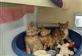 RSPCA Block Fen Animal Centre has the perfect ‘blend’ of kittens