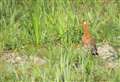 Rare bird given a helping hand in the Fens