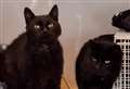 Can you give Flanagan and Captain a worthy home?