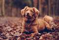 Top tips to keep dogs safe from lungworm, ticks and other dangers this autumn 
