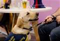 Charity releases appeal for temporary homes in Fenland for trainee guide dogs