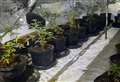 Man arrested after discovery of cannabis factory