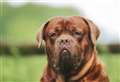 Pet Obesity Awareness Day: the dogs prone to being overweight and how to manage it