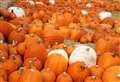 Top tips to keep your cat safe this Halloween