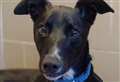 Lively but friendly pup looking for active family