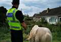 Police reunite lost horse with owner