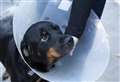 Figures show more than 1,200 reports of deliberate cruelty to animals in county