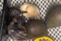 Rare species of bird hatches at wetland centre