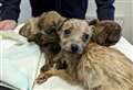 Cruelty to dogs in Cambridgeshire increased by 8% last year