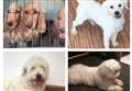 Make stolen dogs from Wisbech too hot to handle plea from heartbroken family