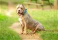 Dog seized after attacking woman in village