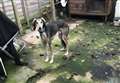 Busy time for RSPCA centre during lockdown
