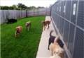 Fenland District Council urges pet owners to check animal welfare licences before using boarding kennels