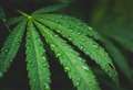 Cannabis user thought it was ‘easier and cheaper’ to grow his own