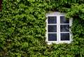 The dangerous and destructive plants to look out for in your garden 