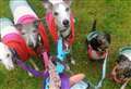 Readers share pictures of four-legged friends on National Dog Day