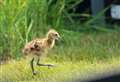 They're back - rare hand-reared birds return to Welney
