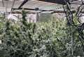 £1.7m of cannabis seized in operation to tackle illegal drugs