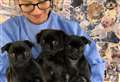 RSPCA caring for three poorly abandoned pups